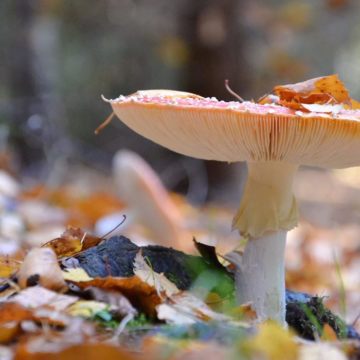 Höst i svampskogen.