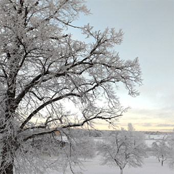 Skäve äppelträdgård i ombonad snöskrud.