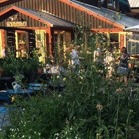 Ett hus som står i sommargrönska.