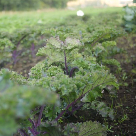 Peterslund Ekoodling