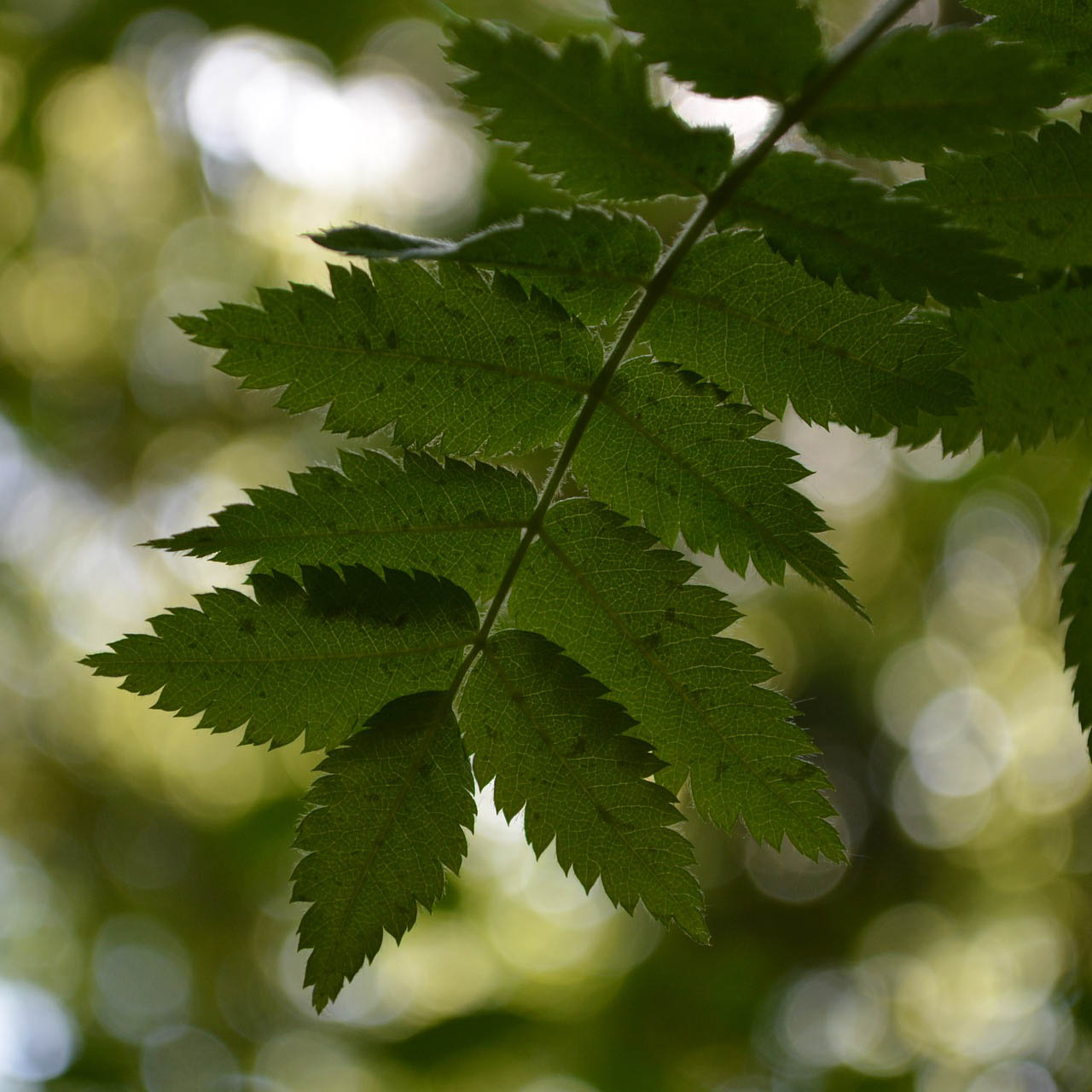 Stiftelsen för ickevåld- och fredskultur