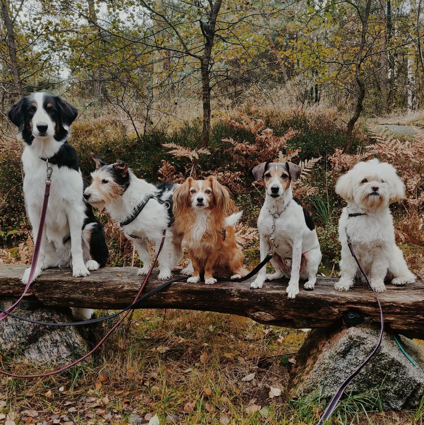 Fem hundar sittandes på rad på en stock i skogen, där de tittar rakt fram.