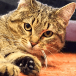 Liggande gråspräcklig katt