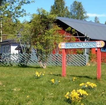 En gräsplätt en sommardag och prunkande blommor som solar sig i dagen.