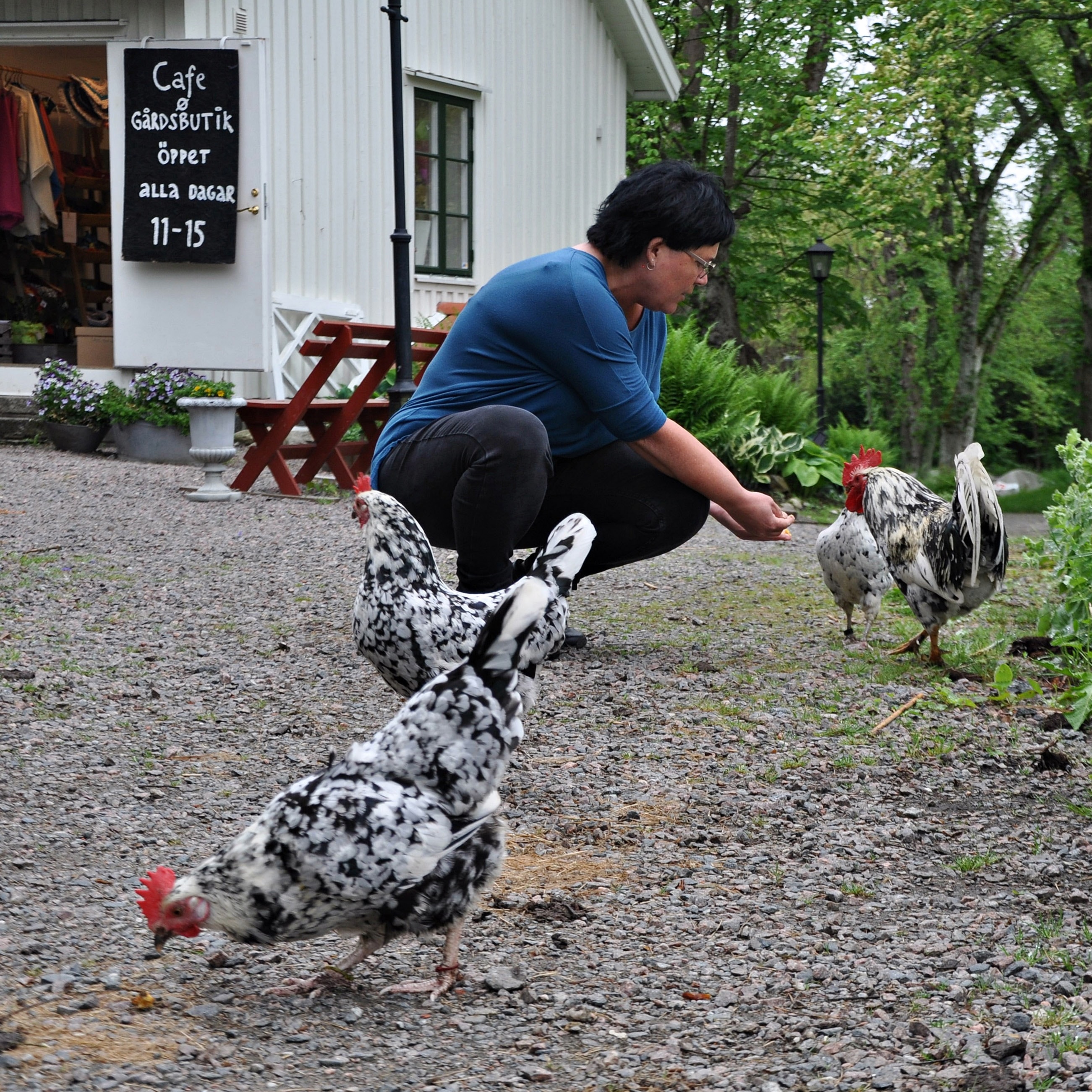 Dags att mata hönsen på gården.